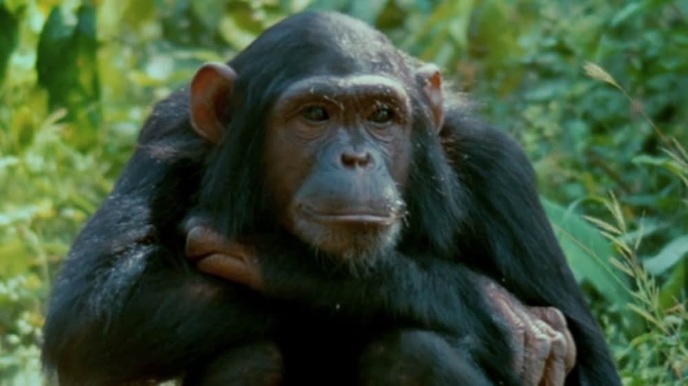 ジェーン・グドールの軌跡の画像