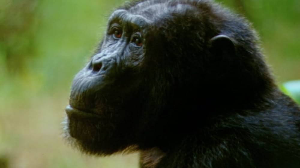 ジェーン・グドールの軌跡の画像