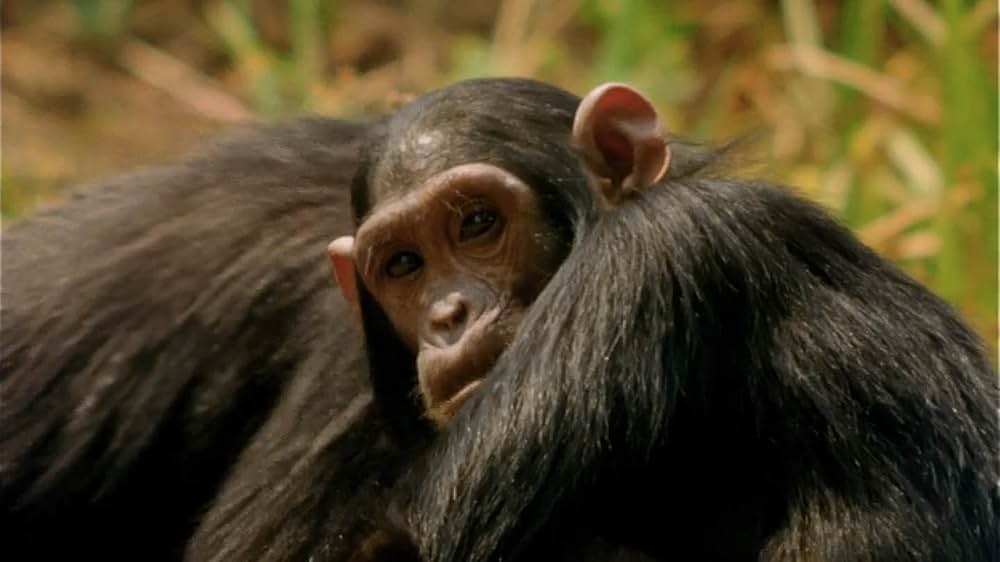 ジェーン・グドールの軌跡の画像