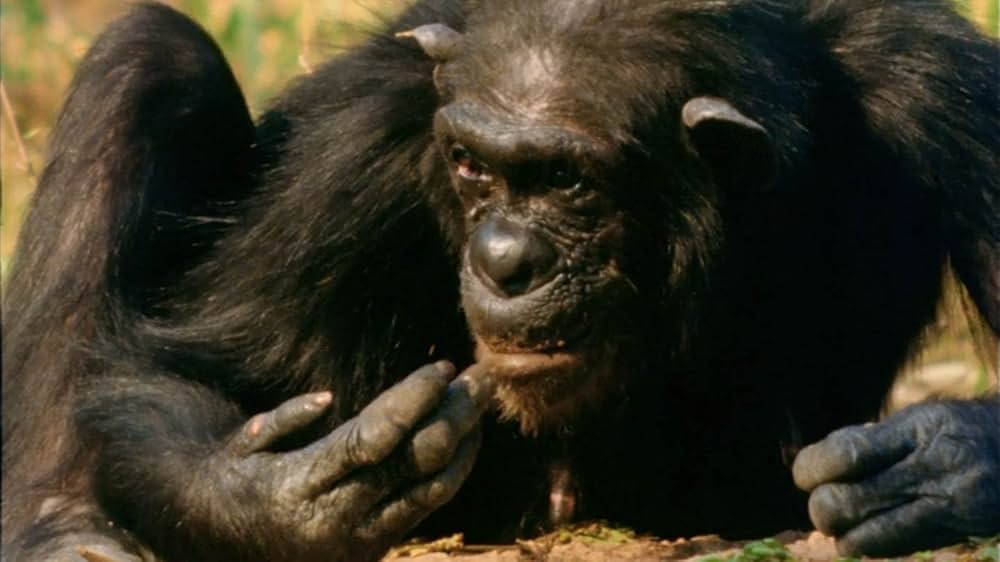 ジェーン・グドールの軌跡の画像