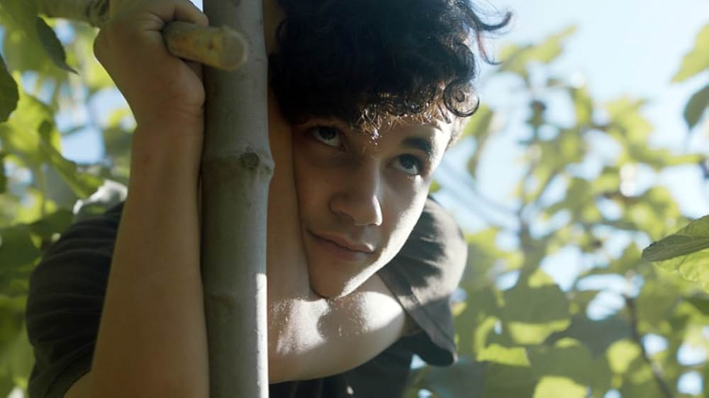 イチジクの樹の下での画像