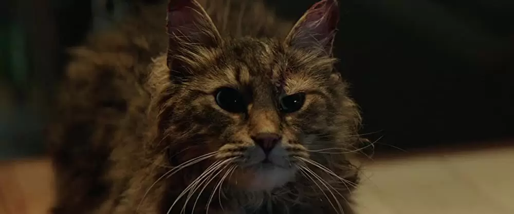 ペット・セメタリーの画像