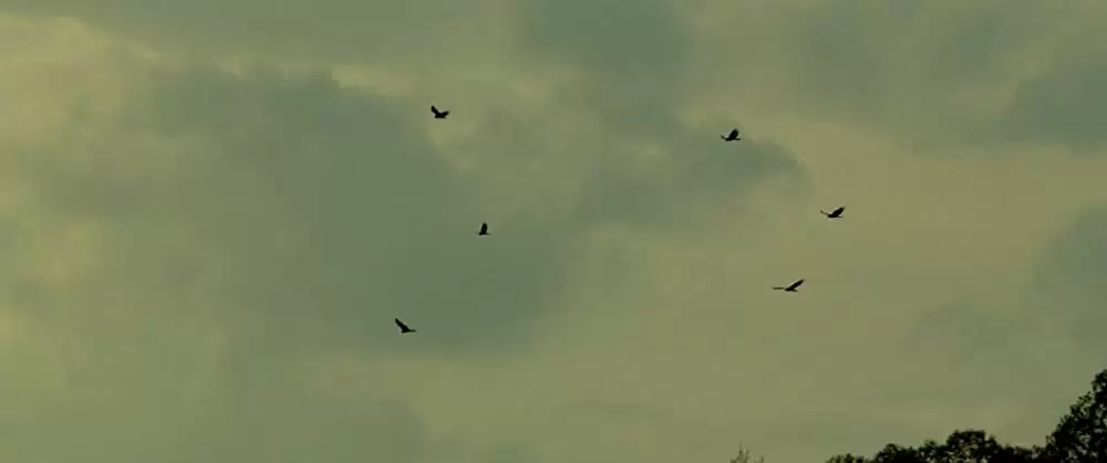 欲望のバージニアの画像