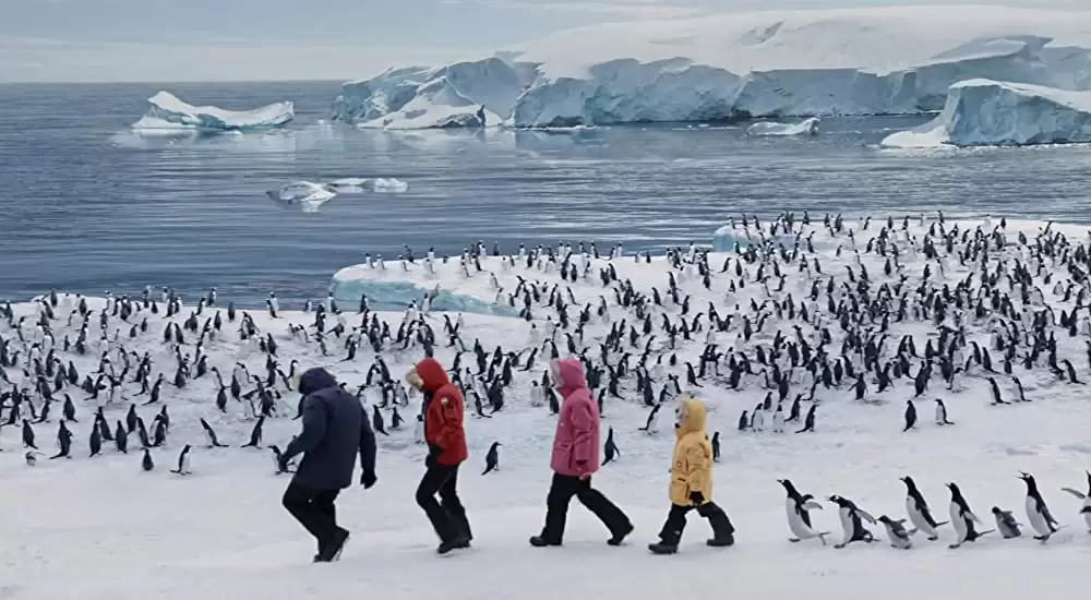 空飛ぶペンギンの画像