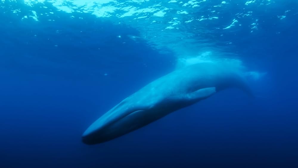 The Loneliest Whale: The Search for 52（原題）の画像