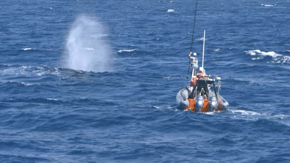 The Loneliest Whale: The Search for 52（原題）の画像