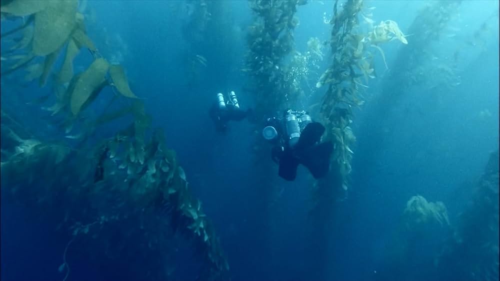 The Loneliest Whale: The Search for 52（原題）の写真