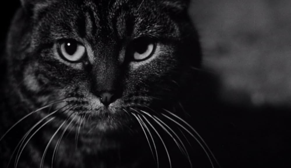 The Shadow of the Cat（原題）の画像