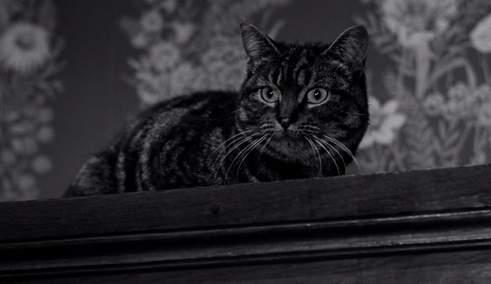 The Shadow of the Cat（原題）の画像