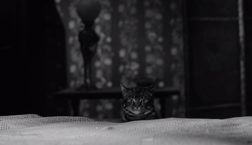 The Shadow of the Cat（原題）の画像