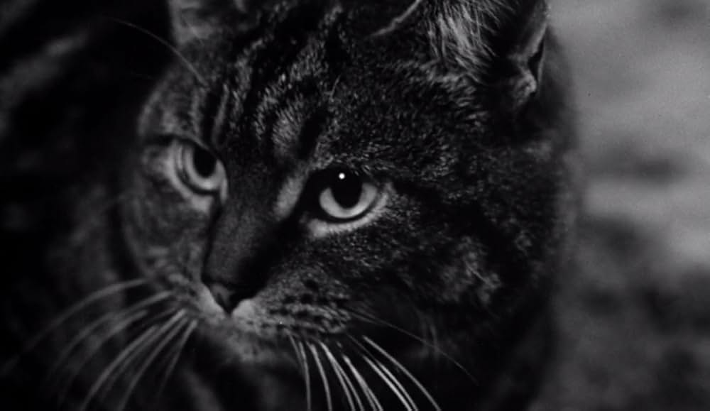 The Shadow of the Cat（原題）の画像