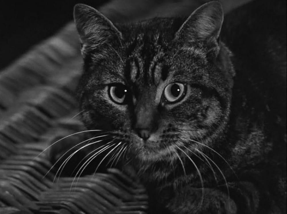 「The Shadow of the Cat（原題）」の画像