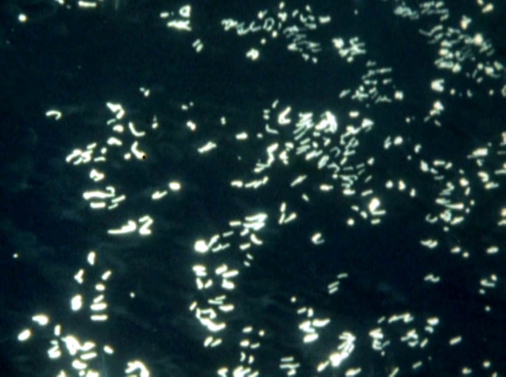 Water Wrackets（原題）の画像