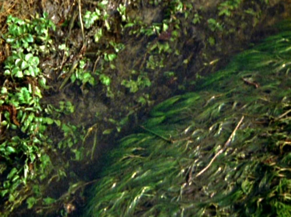 「Water Wrackets（原題）」の画像