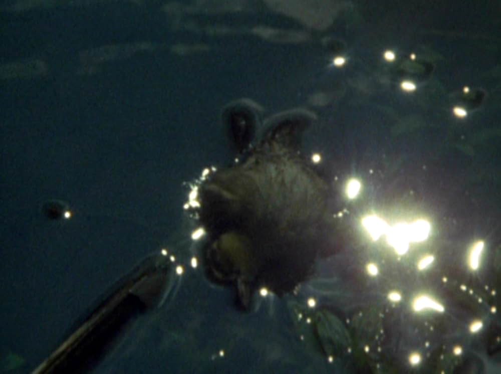 Water Wrackets（原題）の画像