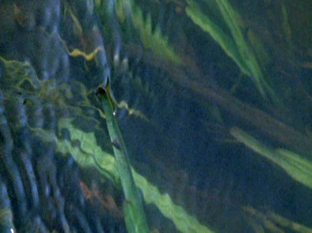 Water Wrackets（原題）の画像