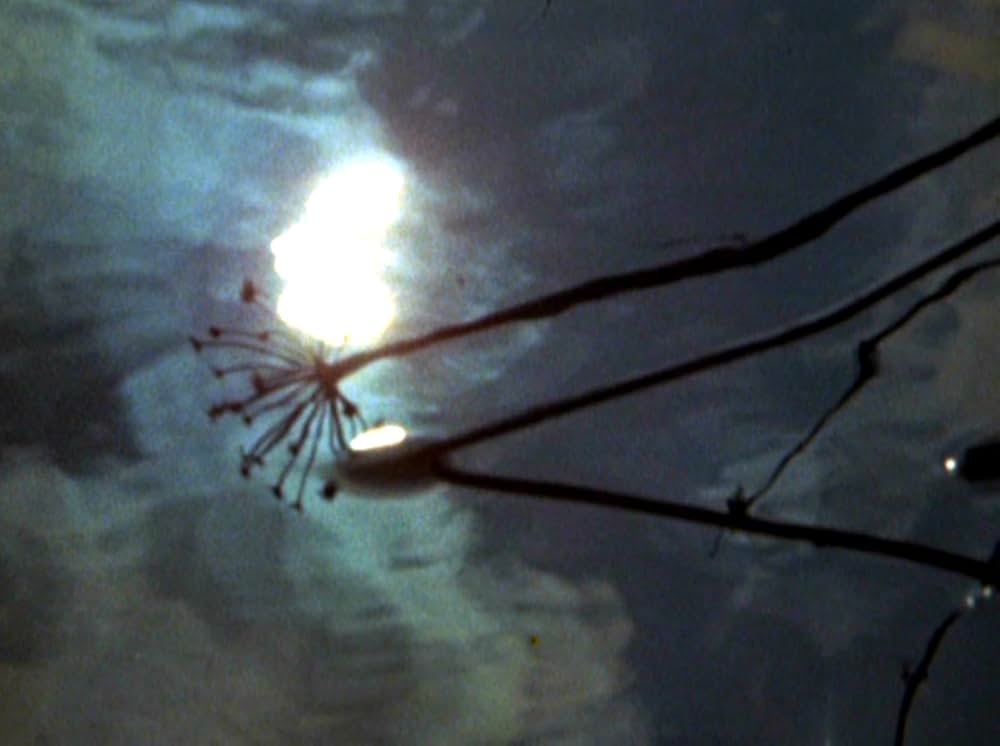 Water Wrackets（原題）の画像