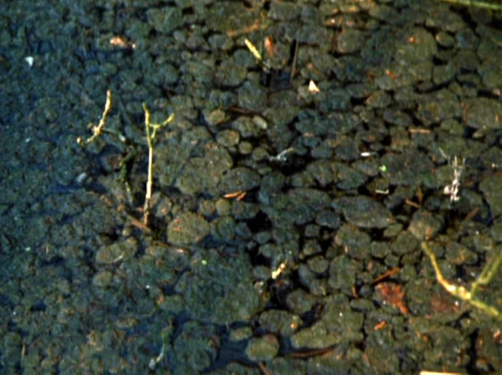 Water Wrackets（原題）の画像