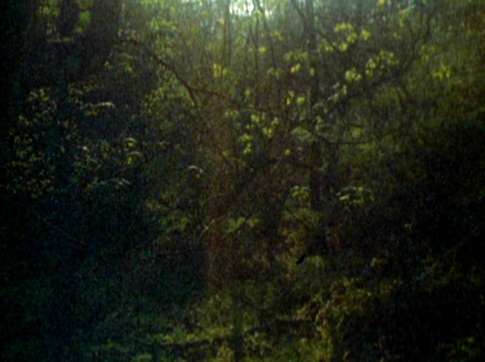 Water Wrackets（原題）の画像