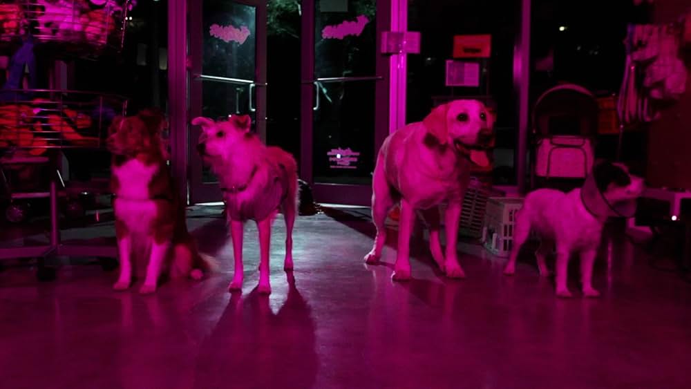 Play Dead（原題）の画像