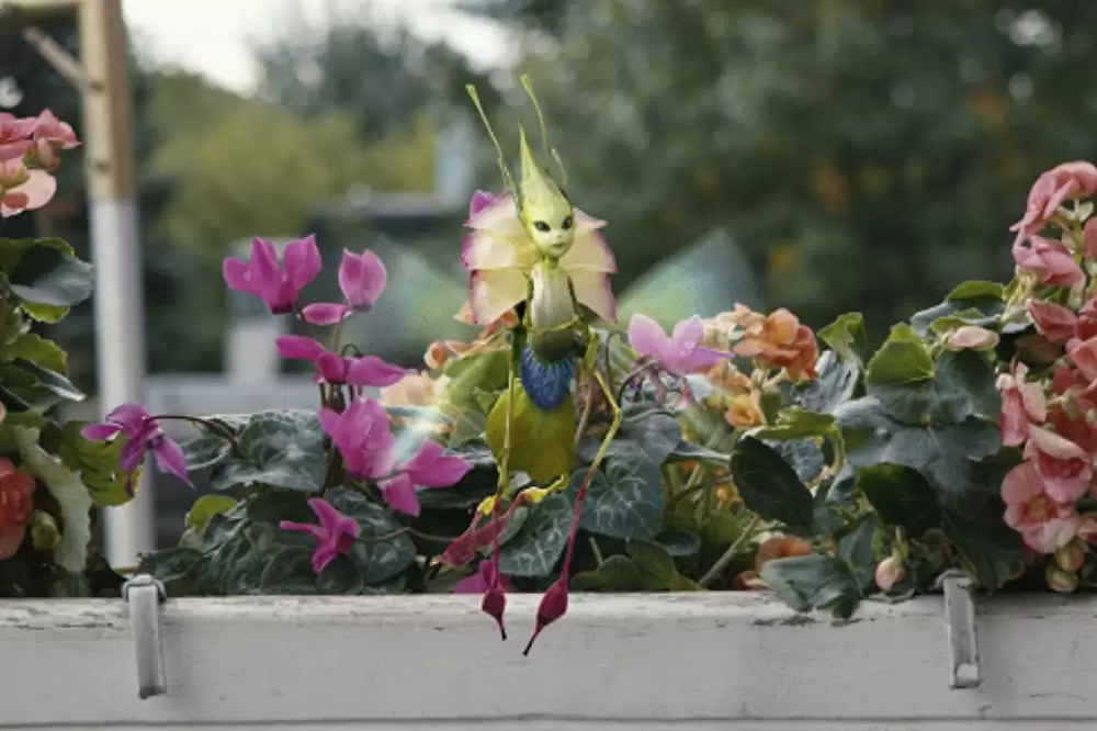 スパイダーウィックの謎の画像