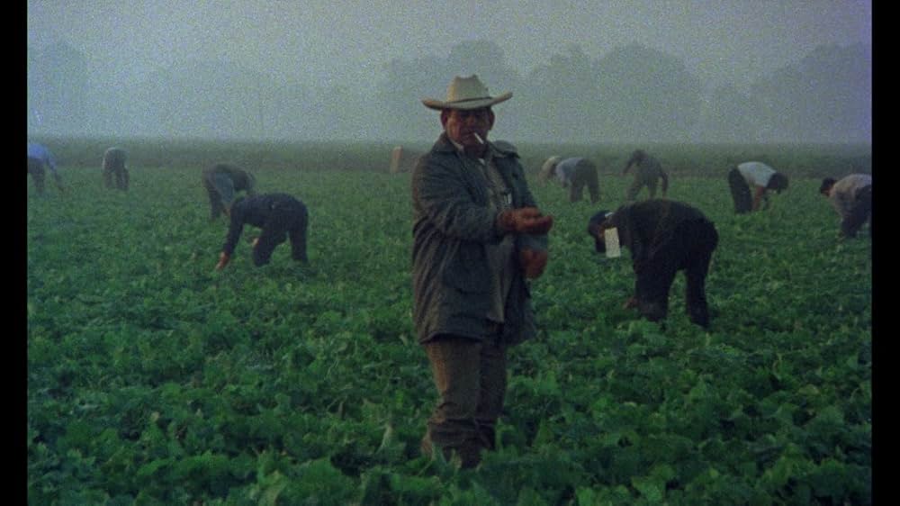 Alambrista!（原題）の画像