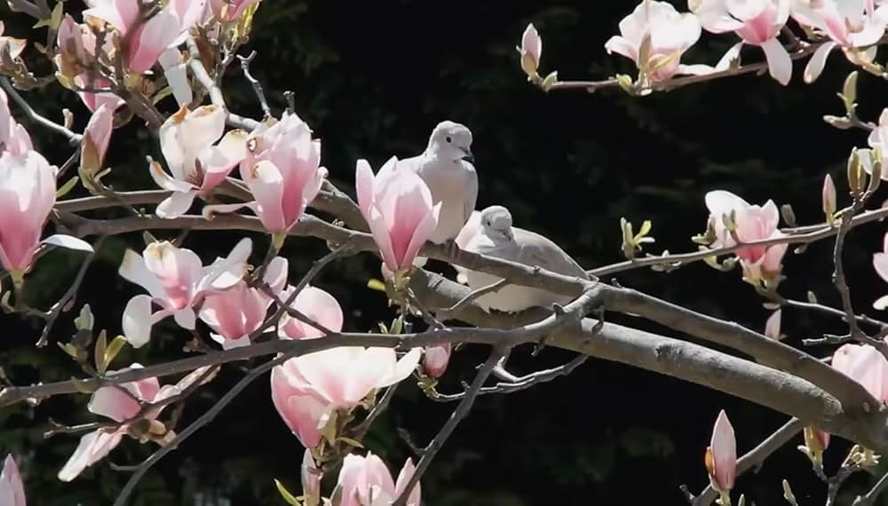 ロスト・ガール 魂を失った少女の画像