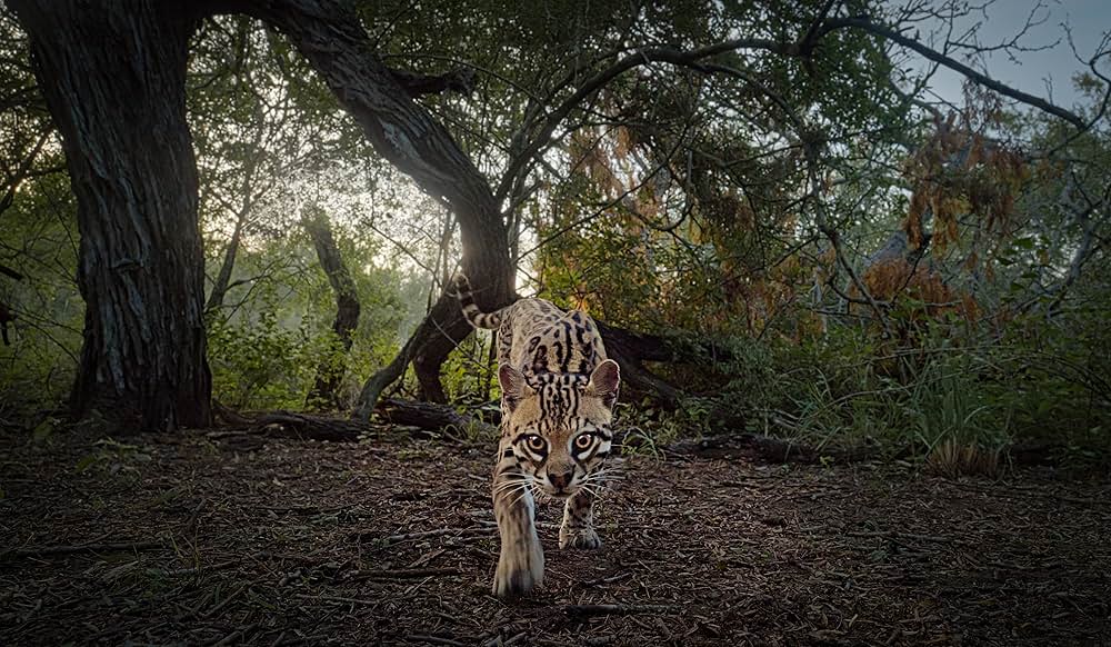 Deep in the Heart: A Texas Wildlife Story（原題）の画像