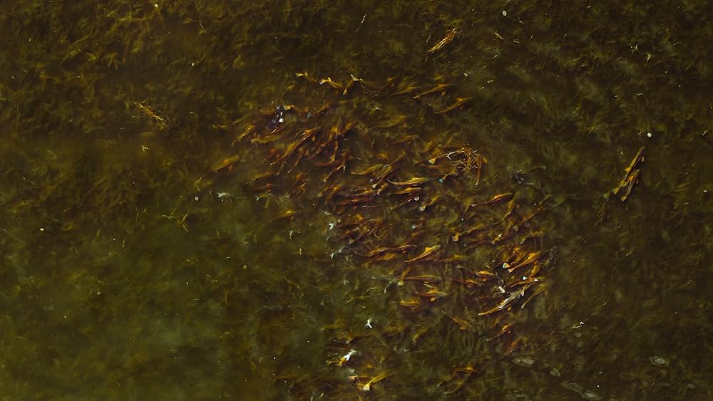 Deep in the Heart: A Texas Wildlife Story（原題）の画像