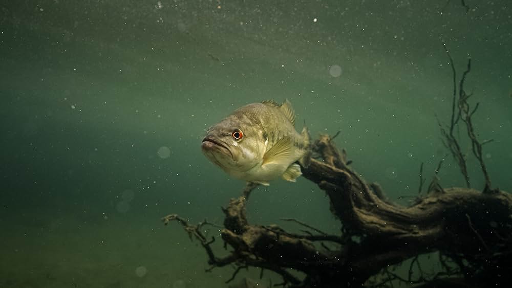 Deep in the Heart: A Texas Wildlife Story（原題）の画像