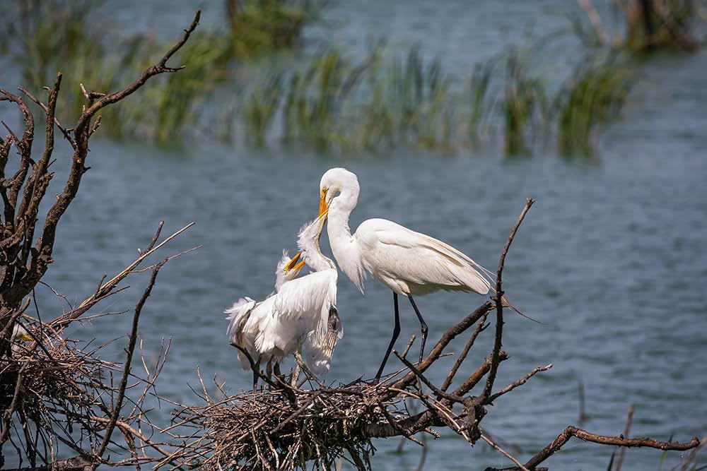 Deep in the Heart: A Texas Wildlife Story（原題）の画像