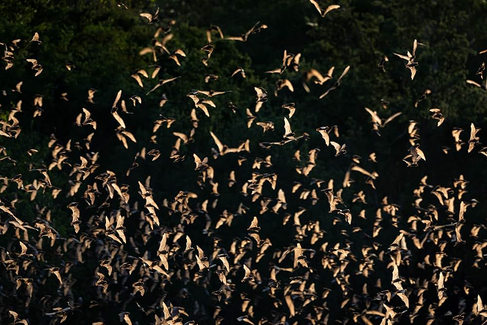 Deep in the Heart: A Texas Wildlife Story（原題）の画像