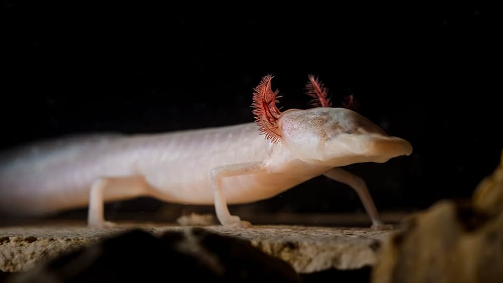 Deep in the Heart: A Texas Wildlife Story（原題）の画像