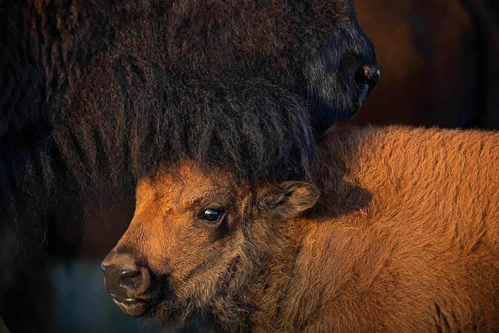 「Deep in the Heart: A Texas Wildlife Story（原題）」の画像