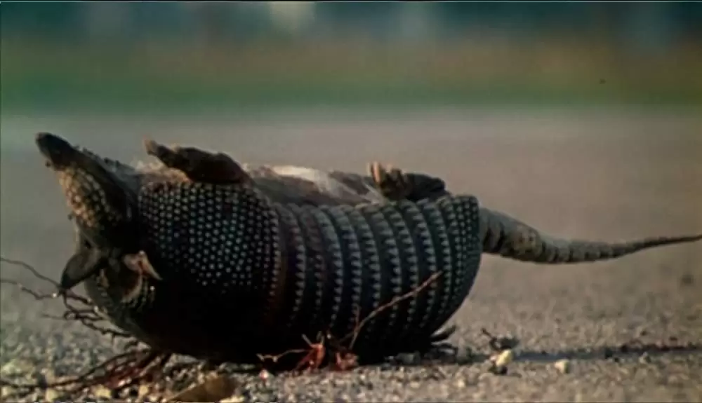 悪魔のいけにえの画像