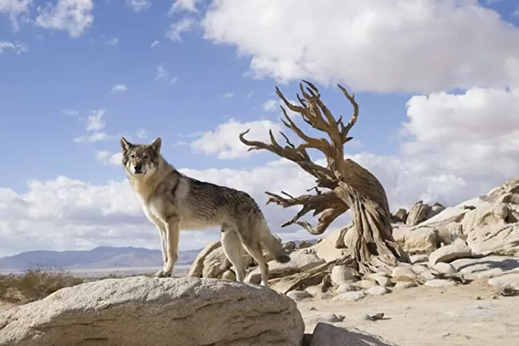 アルファ 帰還（かえ）りし者たちの画像