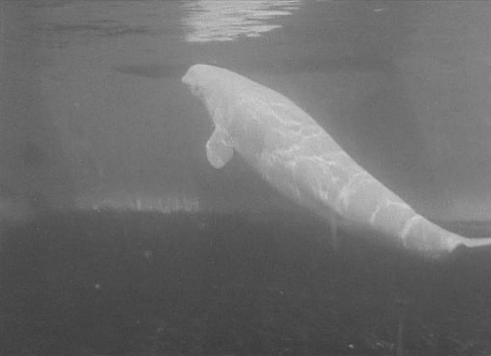 世界の存続のためにの画像