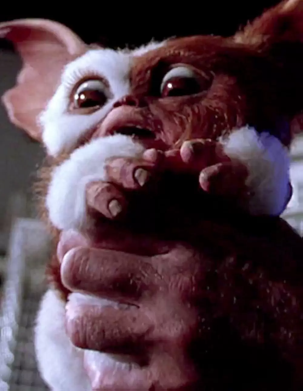 グレムリン2／新種誕生の画像