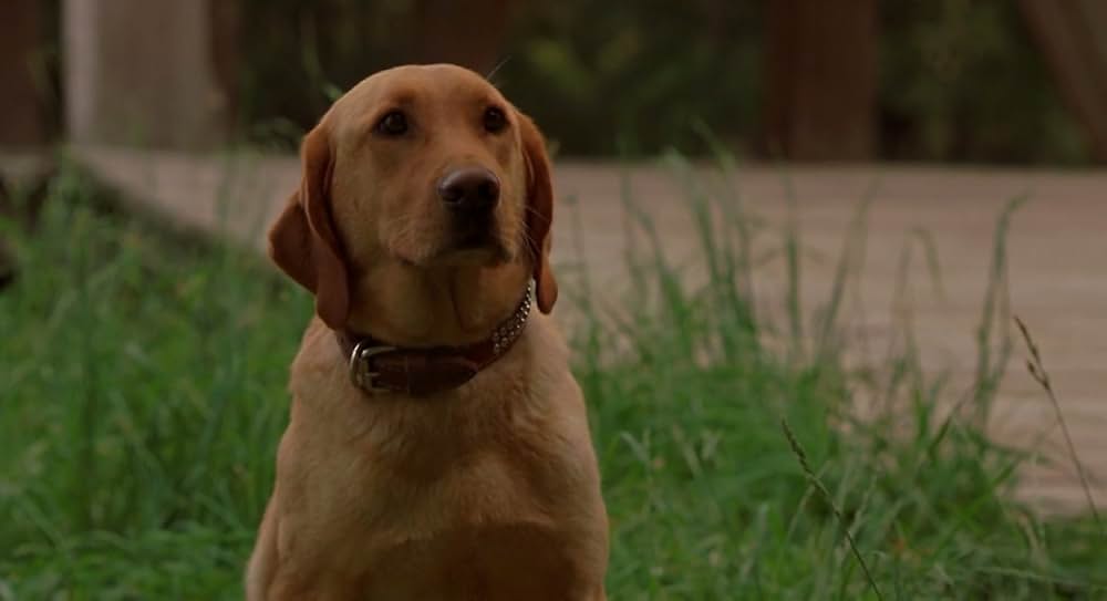 ジョー・ダートの画像