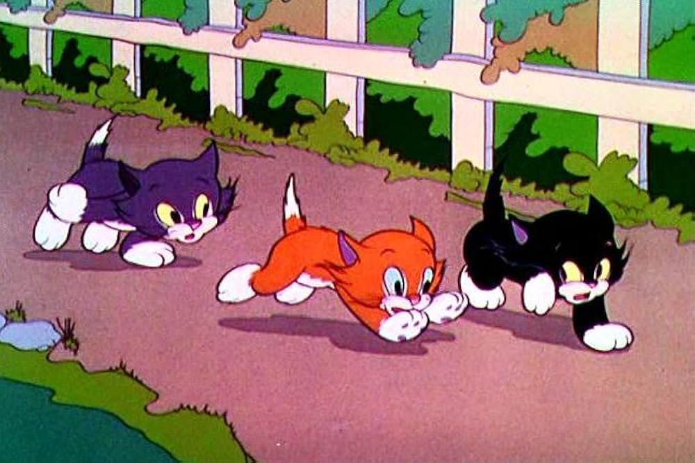 いたずら子猫の画像