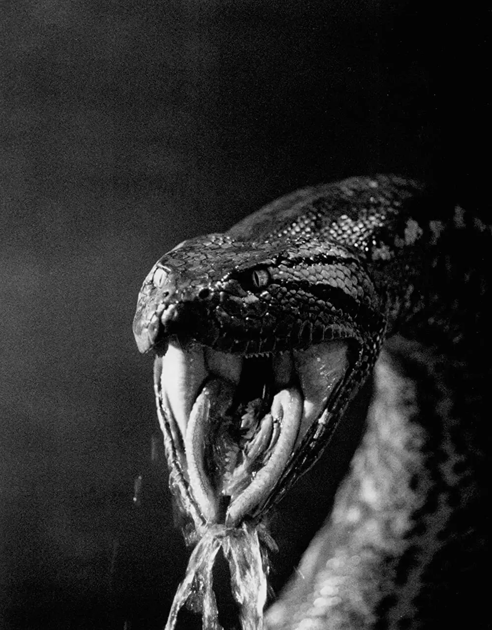 アナコンダの画像