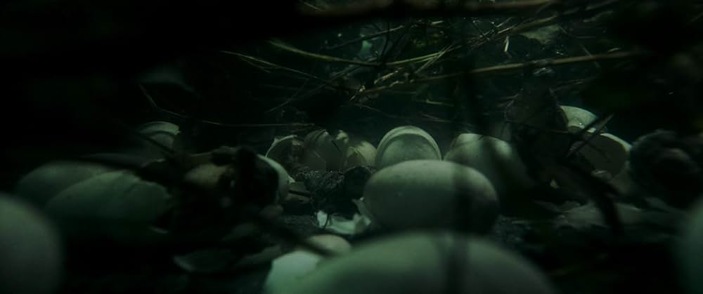 クロール ー凶暴領域ーの画像