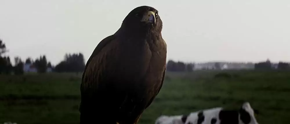 エレクトラの画像