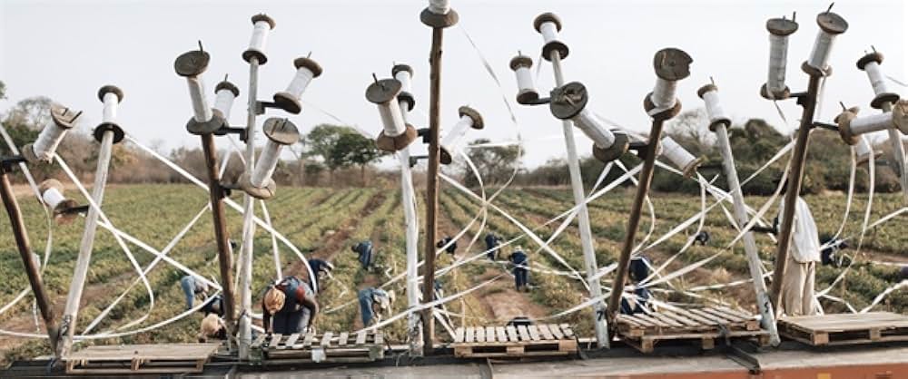 I Am Not a Witch（原題）の画像