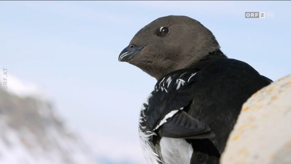 ホッキョクグマ・ファミリーの画像