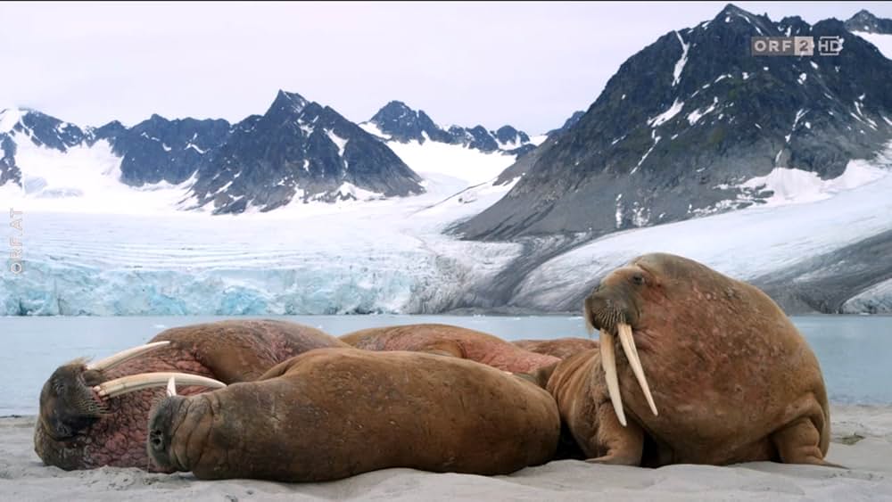 ホッキョクグマ・ファミリーの画像