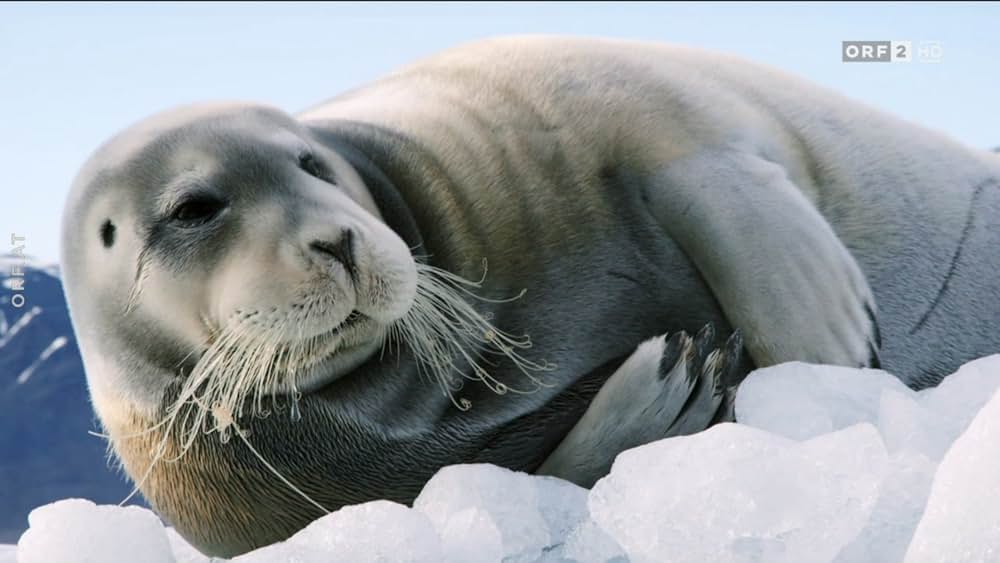 ホッキョクグマ・ファミリーの画像