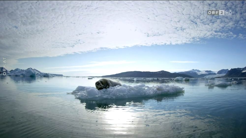 ホッキョクグマ・ファミリーの画像