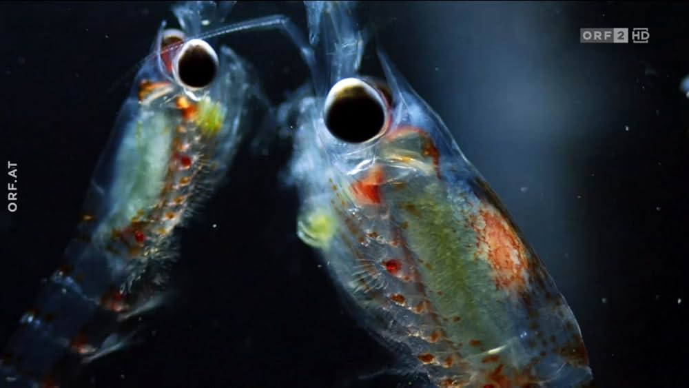 ホッキョクグマ・ファミリーの画像