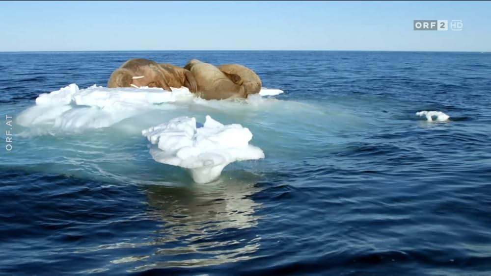 ホッキョクグマ・ファミリーの画像